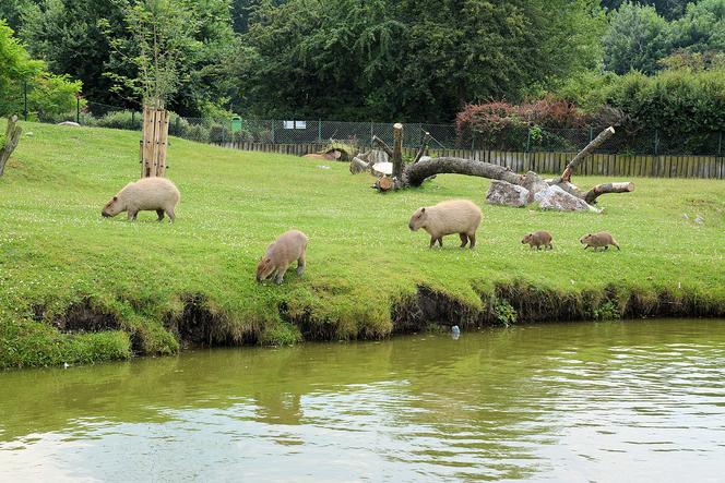 7 najlepszych ogrodów zoologicznych w Polsce. Przygotowaliśmy ranking!