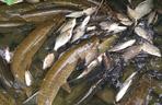 Śnięte ryby w stawie na Podolanach