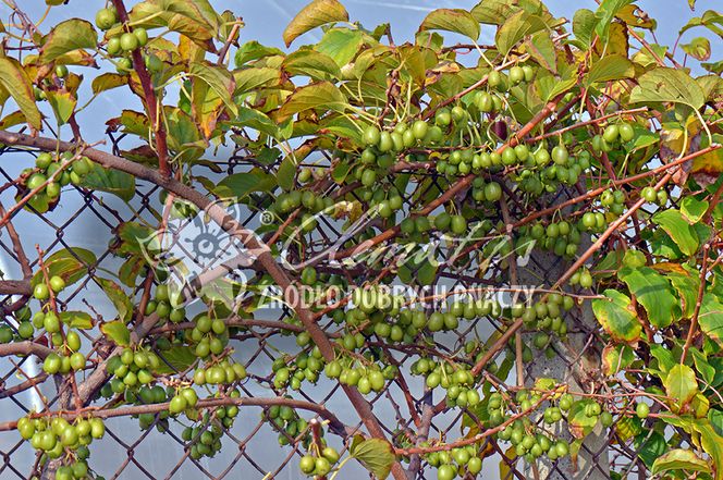 aktinidia