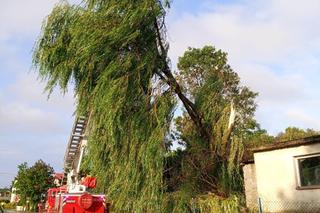 Burzowe skutki w okolicy Grudziądza