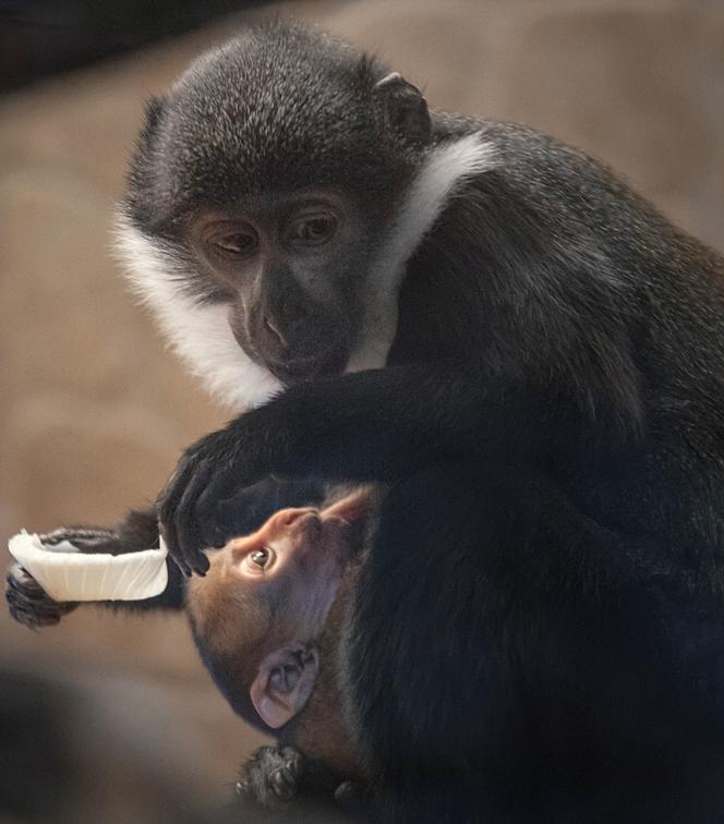 Afrykańska małpa, która lubi śnieg, przyszła na świat w zoo we Wrocławiu