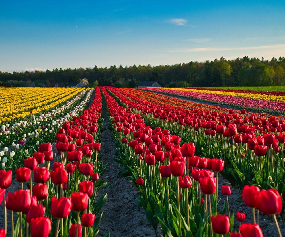 To nie Holandia, to świętokrzyskie. Pola kolorowych tulipanów