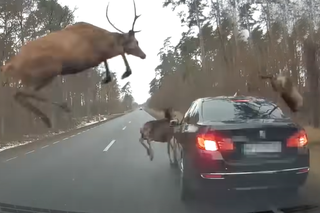 Stado jeleni ZAATAKOWAŁO z zaskoczenia! Kierowca CUDEM uniknął tragicznej ŚMIERCI - WIDEO