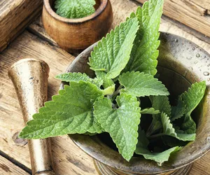 Zakonnicy uważali ją za najpotężniejsze lekarstwo. Leczy bezsenność, pomaga na stres