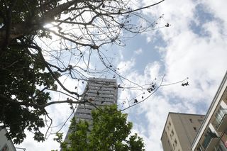 Martwe drzewa na Chmielnej w Warszawie. Miasto potwierdza. „Termin wymiany to jesień”