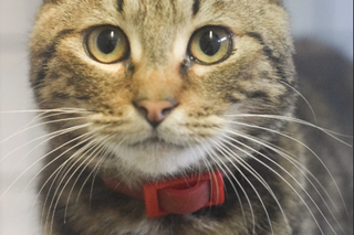 Kot do adopcji w zielonogórskim schronisku