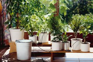 Automatyczne podlewanie roślin na balkonie i w domu. Automatyczna konewka