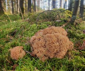 Grzybobranie Leśne Wojaże 