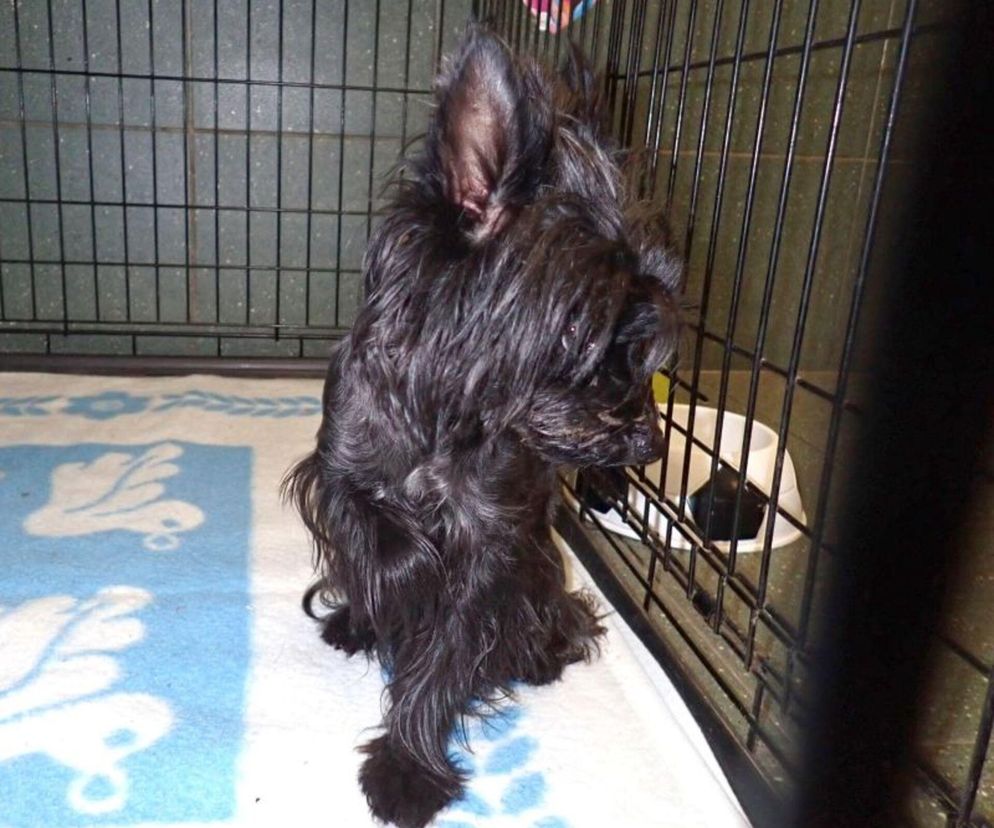 Zatrzymał metro i patrzy na świat zza krat. Piesek czeka na odbiór z Palucha