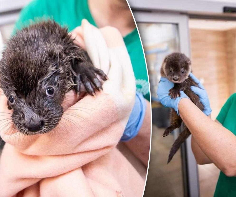 Wydra Wika zgubiła mamę