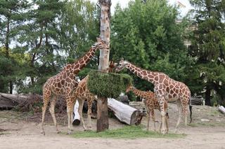 Wrocławskie zoo rozważa ubój zwierząt? Jest stanowcze oświadczenie prezesa!