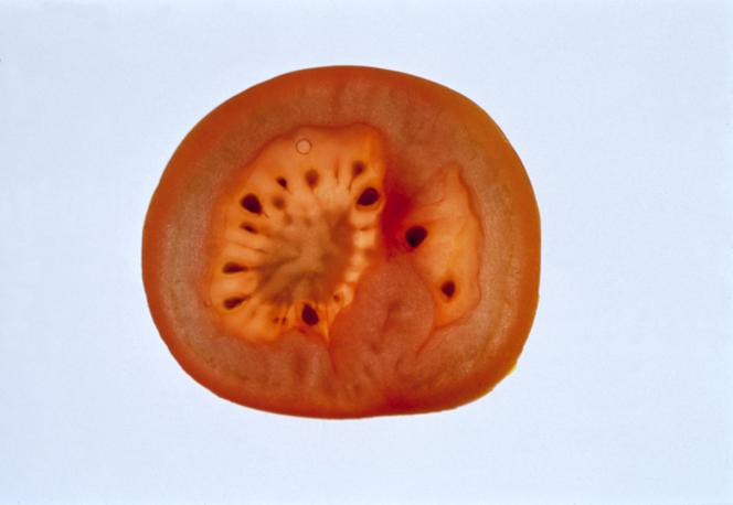 Pomidor, pomidory