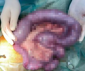 Suczka Sandi na operacji