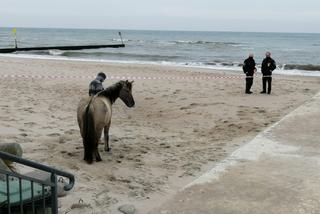 Kołobrzeg. Koń - uciekinier wybrał się na spacer nad Bałtykiem. Straż Miejska kazała mu zejść z plaży