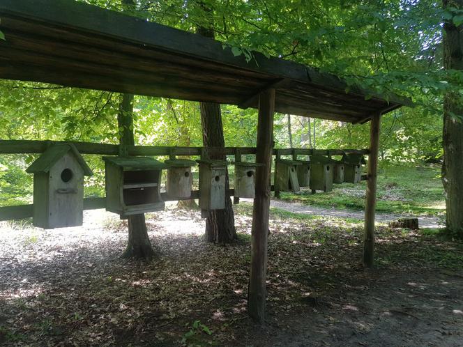 Leśne Arboretum Warmii i Mazur w Kudypach