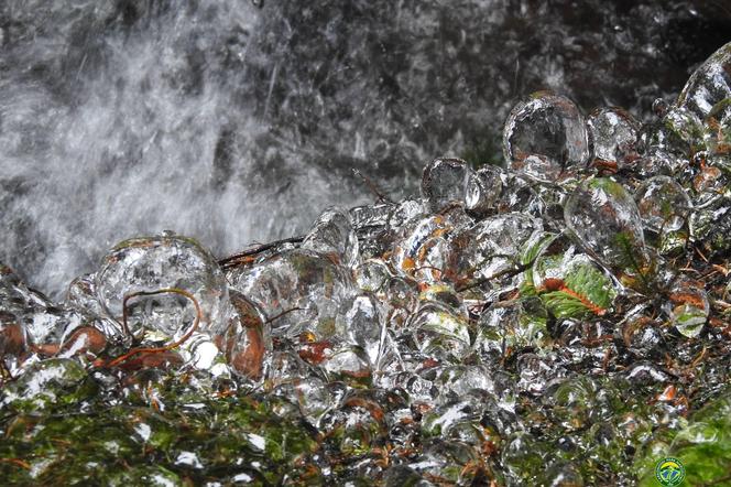 Takie cuda w Karkonoszach. Natura wystroiła rośliny w kryształowe bombki 