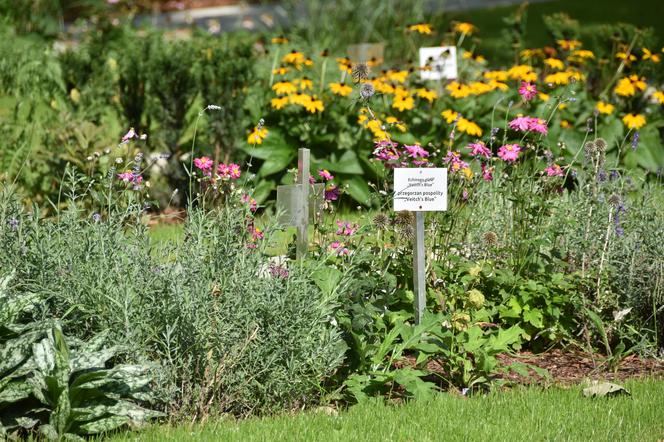 Ogród botaniczny Batorego wrócił do żywych