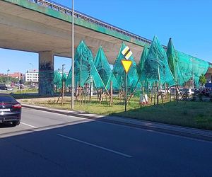 Drzewa w namiotach