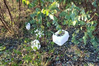 Trucizna ukryta w lesie. Leśnicy wściekli po odkryciu makabrycznego znaleziska