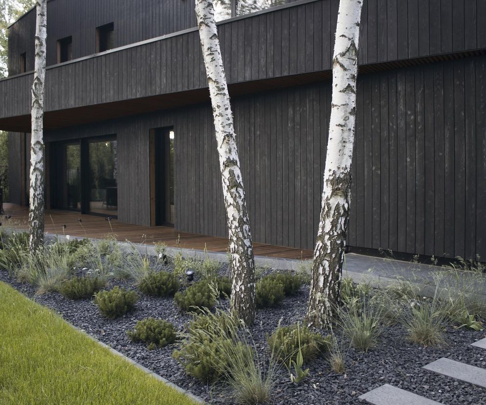 Nowoczesny Dom Shou Sugi Ban ze spalonym drewnem cedrowym na elewacji, kontrastujący z białymi pniami brzóz, ukazujący projekt 89 stopni. Obiekt prezentowany na Architektura Murator Plus to zgłoszenie do konkursu Życie w Architekturze 2025.