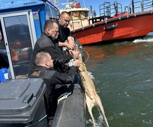 Młody jelonek wpadł do kanału portowego w Gdańsku. Uratowała go załoga Pioruna