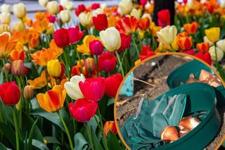 Jak sadzić tulipany w koszyczkach i dlaczego warto to robić? 
