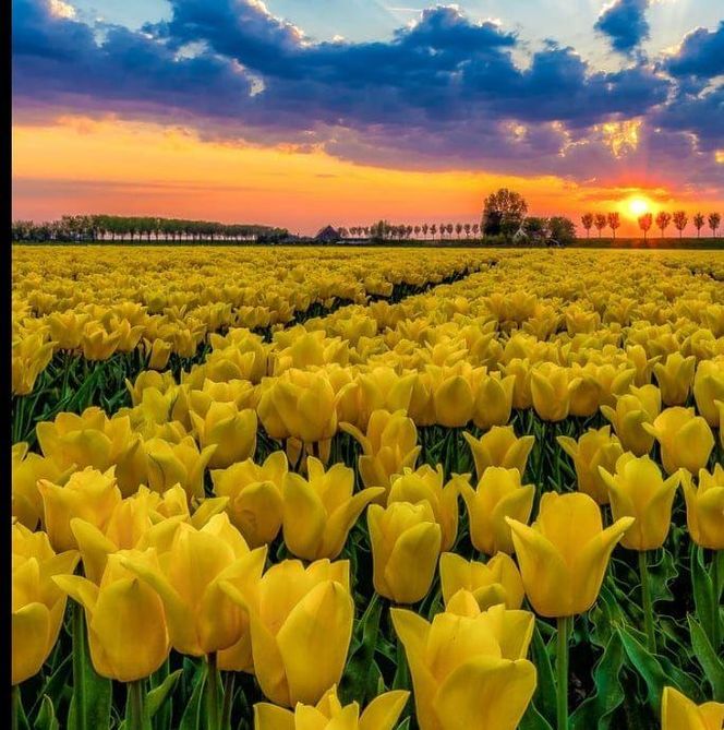 Gospodarstwo Świętokrzyskie tulipany