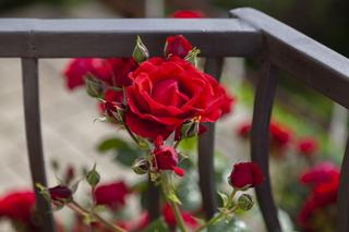 Róże na balkonie