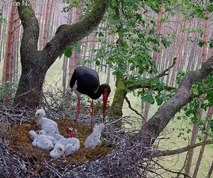 Bocian czarny wyrzucił z gniazda dwa pisklaki