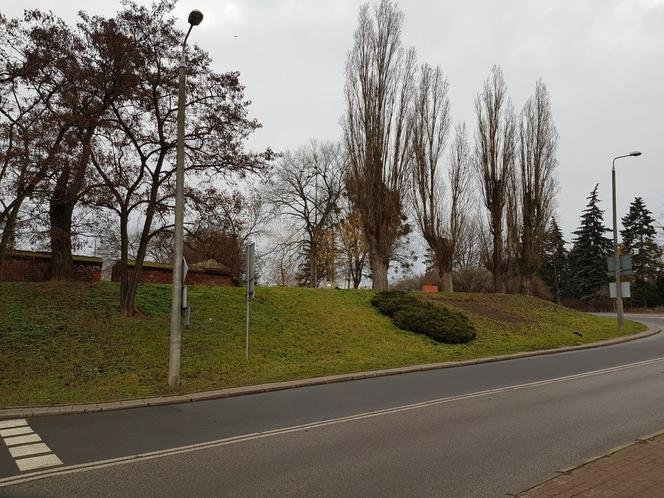 PGE Toruń wspiera zieleń i zagrożone gatunki zwierząt!