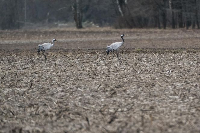 Żurawie powróciły do Poleskiego Parku Narodowego