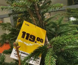 Ceny choinek 2022. Świąteczne drzewka dużo droższe niż rok temu!