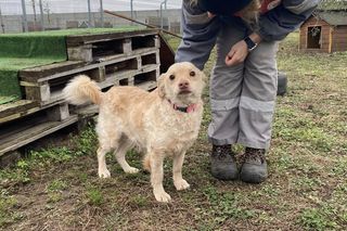 Psy przywiezione z powodzi do schroniska w Henrykowie koło Leszna ciagle czekają na adopcję