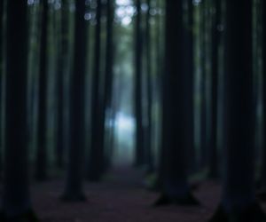 Kobieta zgubiła się w lesie na grzybach. Jak szybko pomogła jej policja?