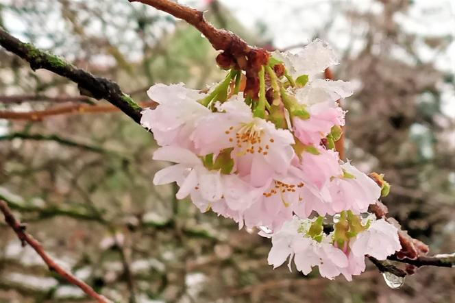 Wiśnia japońska na Jasnych Błoniach obsypała się kwiatami