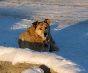 Pies zamarzł na śmierć pod domem właścicielki. Był twardy jak kamień! Zero sumienia, zero empatii