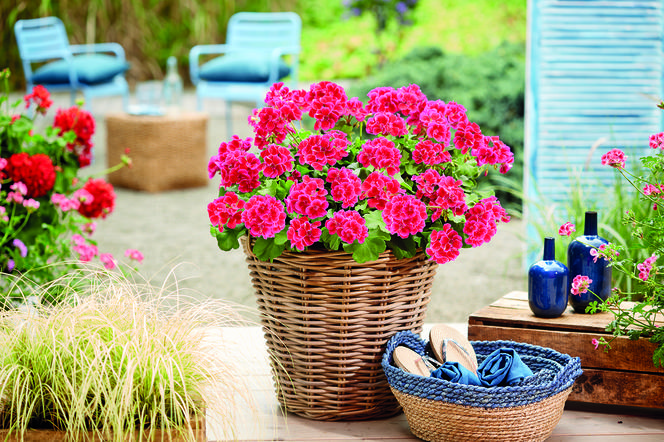 Jak sadzić pelargonie