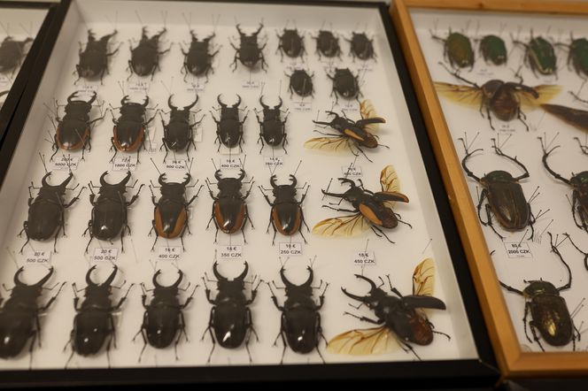 I Międzynarodowy Dzień Wymiany Owadów i Targi Entomologiczne w Bytomiu