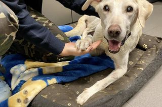 Instynkt kazał jej bardzo dużo pić, żeby obniżyć poziom cukru. Właściciel zabrał jej wodę, żeby się nie moczyła