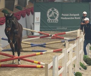 Czempionat Koni Ras Szlachetnych i Pokaz Ogierów Hodowlanych w Radzionkowie