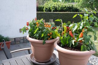 Pomidorki koktajlowe na balkonie