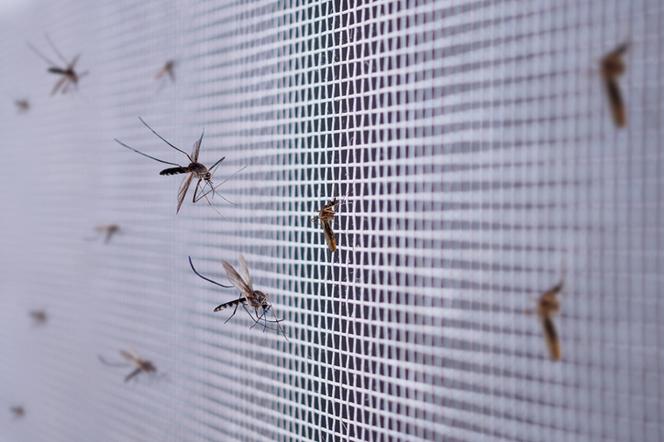 Siatka na komary - jak samodzielnie zamontować w oknie? Tani sposób na komary