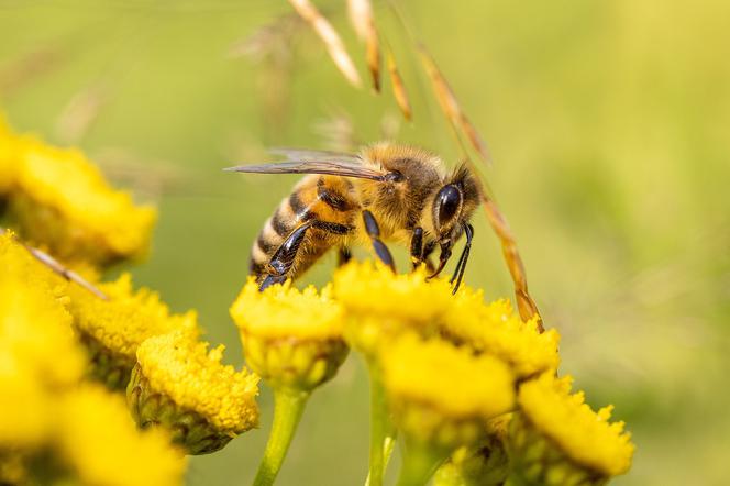Pszczelarze z Kalisza i regionu szykują pszczoły do zimowli!