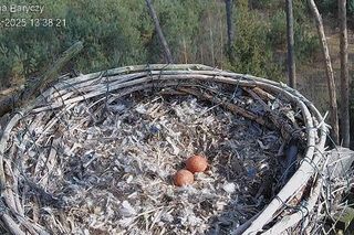 Sokoły wędrowne z Doliny Baryczy rozpoczęły sezon. Borek i Zdenka mają już pierwsze jaja 