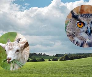 Nazwy tych miejscowości na Lubelszczyźnie kojarzą się ze zwierzętami! Sprawdźcie, ile z nich znacie