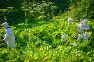 „Zemsta Stalina” pojawiła się w lasach w woj. lubelskim 