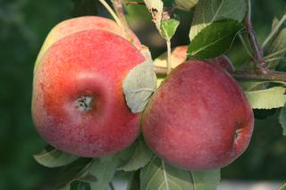 Jabłoń domowa 'Delikates' - Malus domestica 'Delikates'