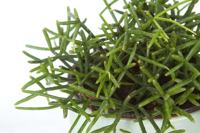 Rhipsalis cassutha