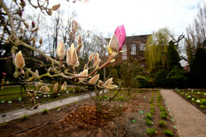 Najpiękniejszy ogród botaniczny w Polsce znów otwarty dla gości. Przygotuj się na widoki jak z bajki 