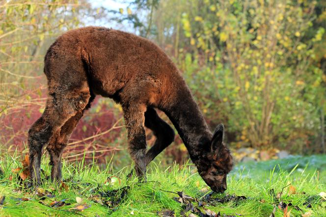 Gabi to nowa lokatorka Małego zoo w Oliwie